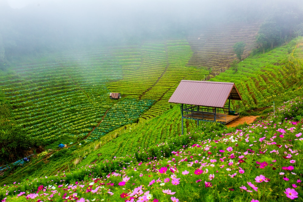 Terrace,Farming,And,Plantation,In,Mon,Jam,Area,,Chiangmai,,Thailand